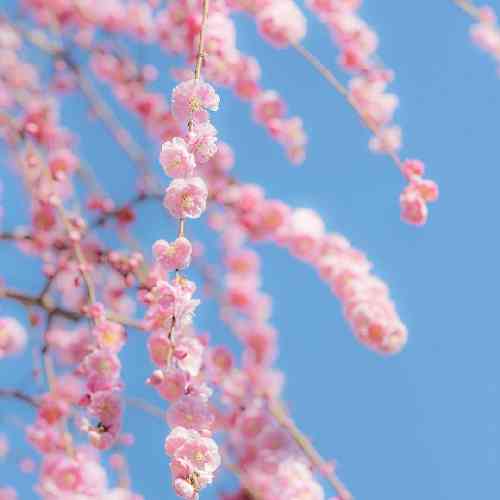  کف بزنن برات بین حضار وزن مگس با یه مغز نوزاد
